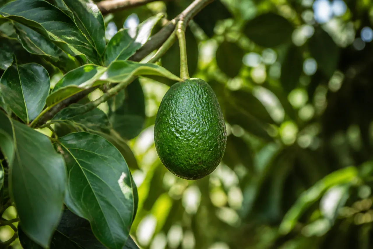 Avocat Aravaipa vert suspendu à une branche