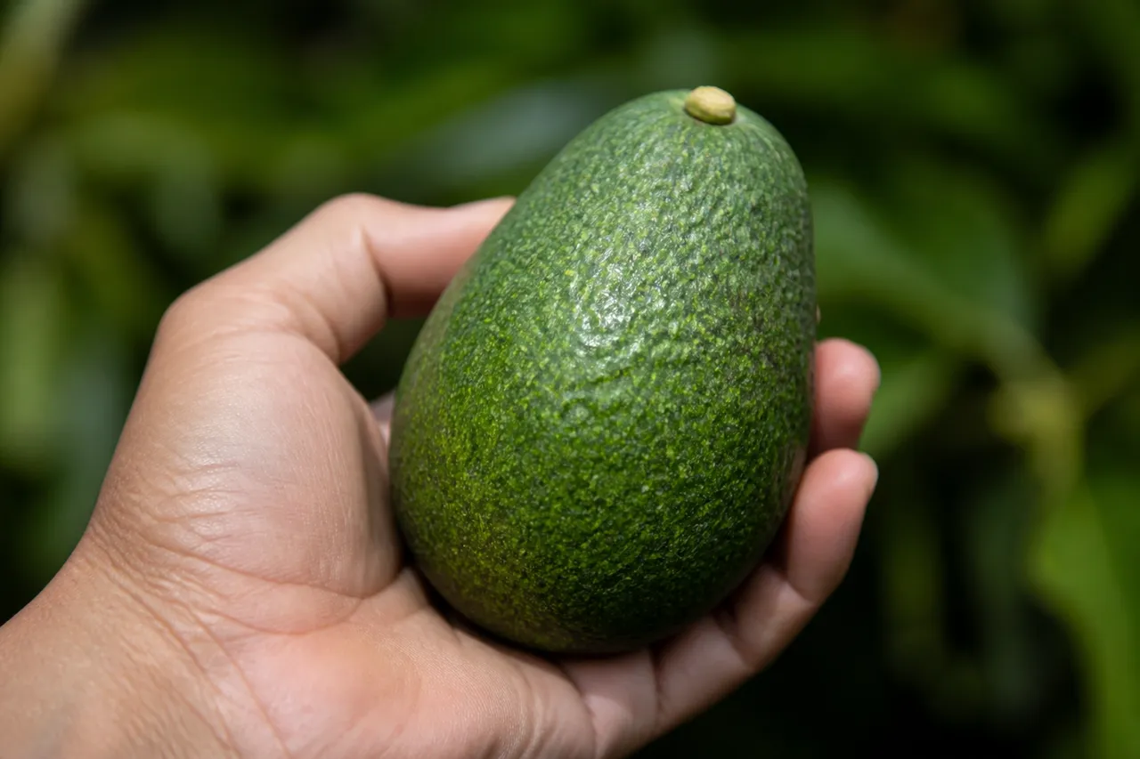 Fruit mûr d'avocatier Aravaipa, toujours vert à maturité
