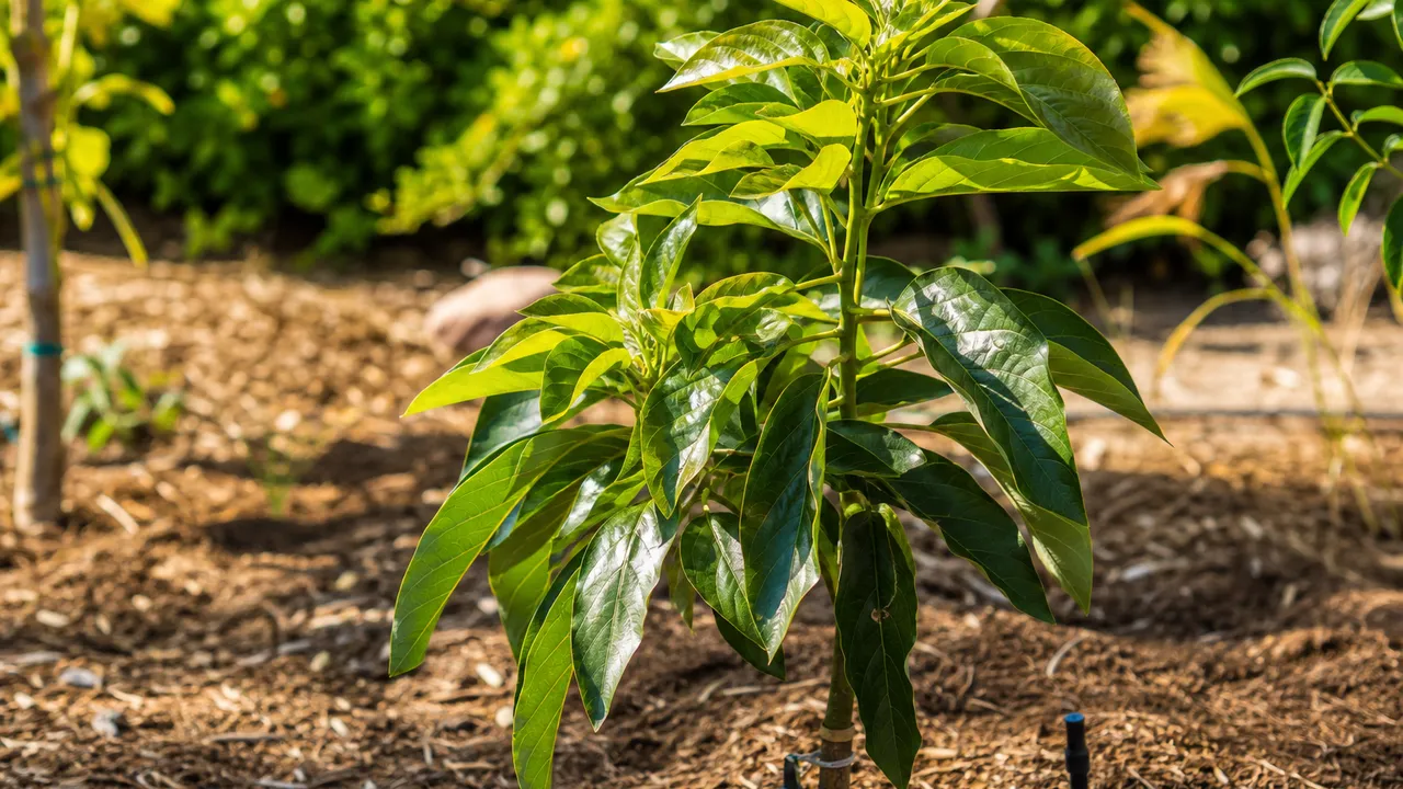 Jeune avocatier Aravaipa au jardin, feuillage persistant et dense