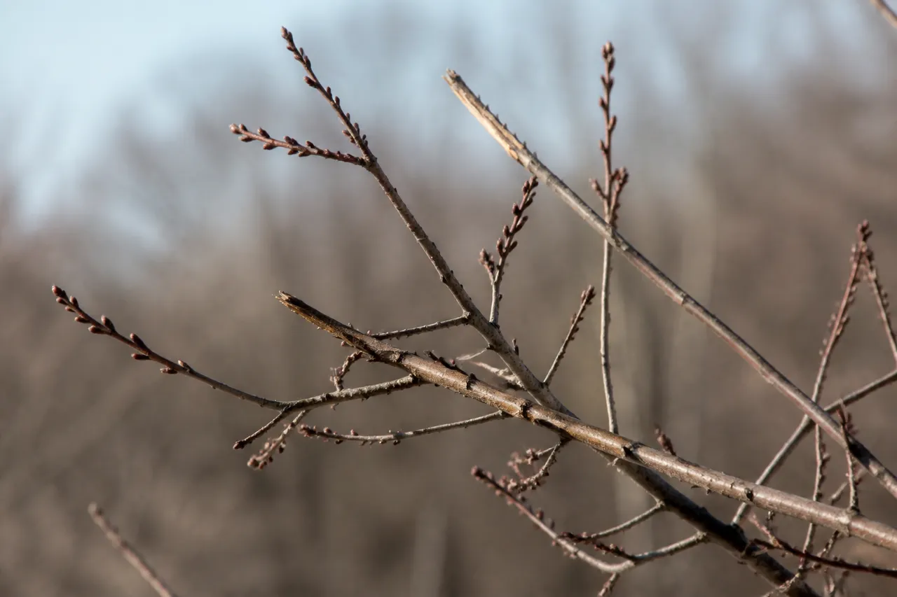 Branches de prunus à couper : bois mort et rameaux croisés