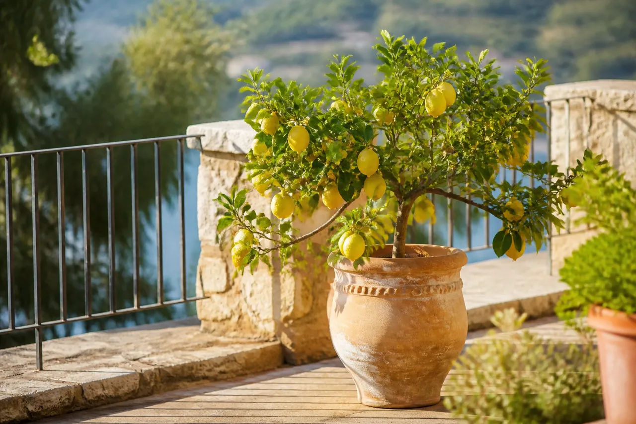 Citronnier en plein soleil, base de la floraison des citronniers
