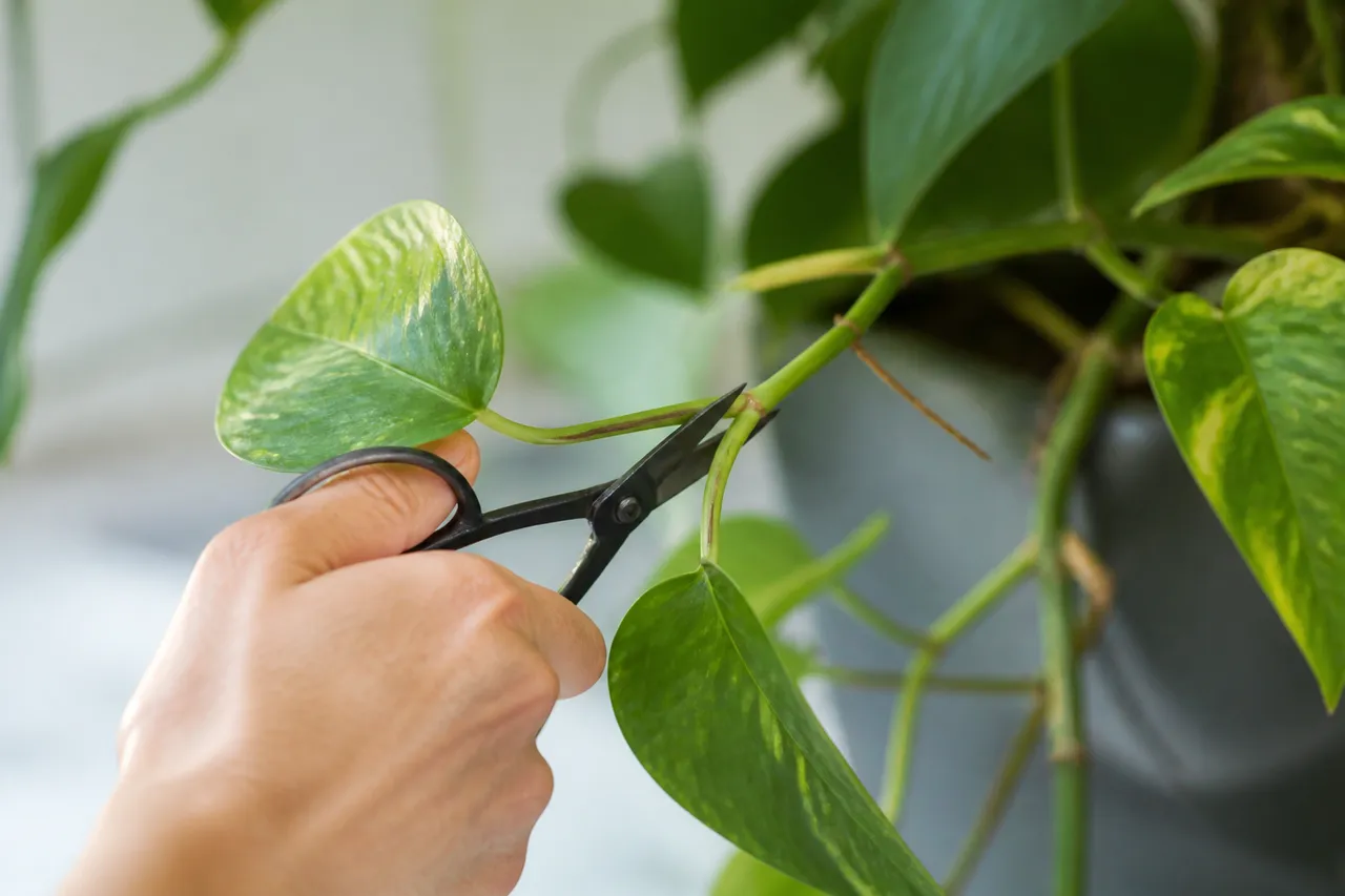 Coupe d'une bouture de pothos juste sous un nœud