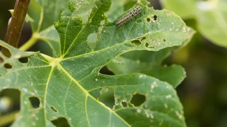 Feuille de figuier attaquée par la teigne du figuier