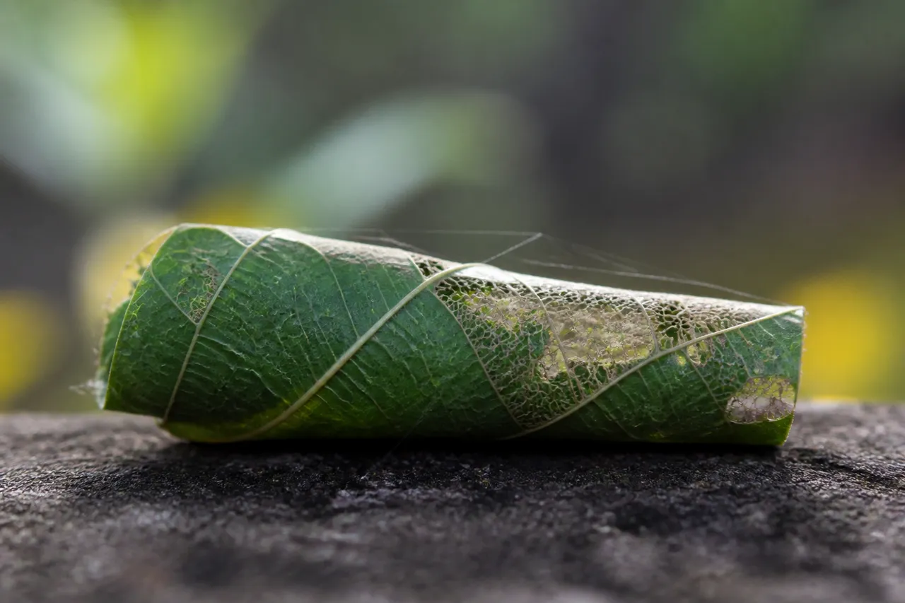 Feuille de figuier en dentelle, attaquée par la teigne du figuier