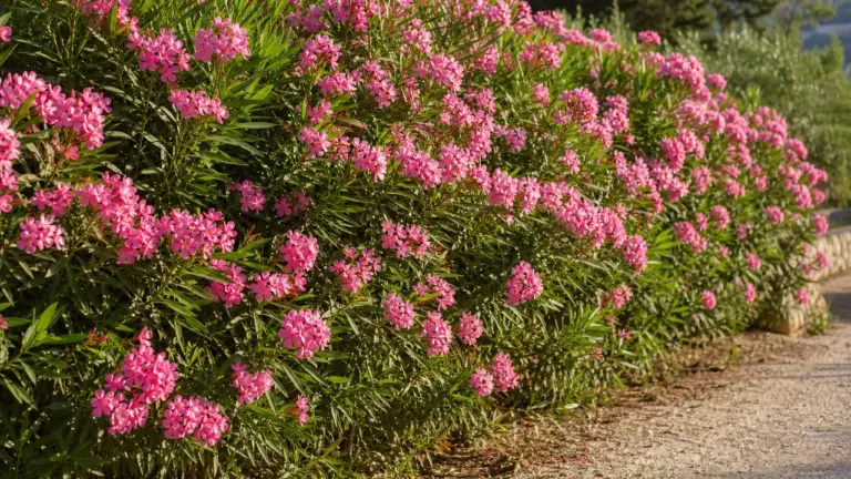 Haie de laurier-rose fleurie en plein soleil