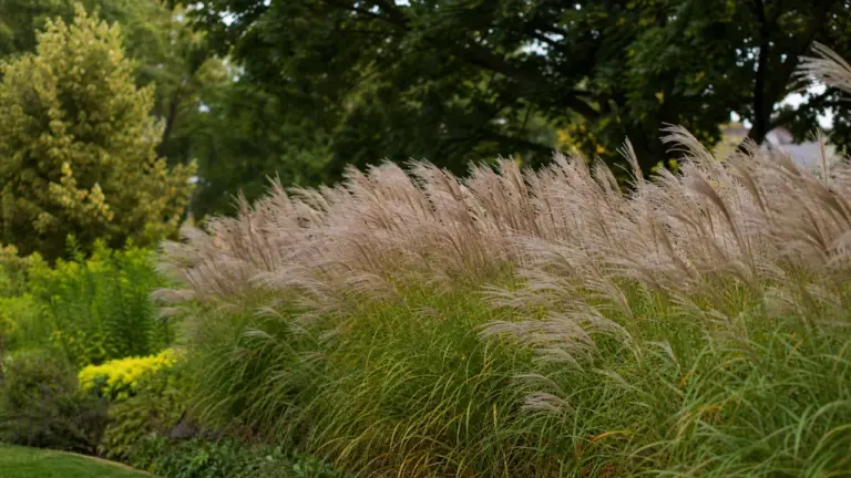 Haie de miscanthus, brise-vue naturel au jardin