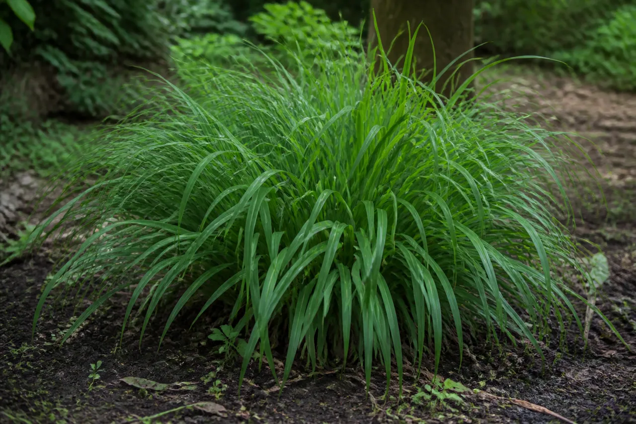 Miscanthus en sol humide et ombragé, peu adapté en haie