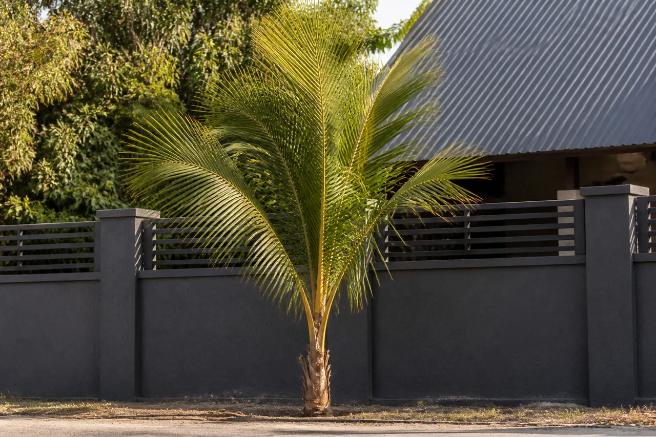 Palmier près d'une clôture en limite de propriété
