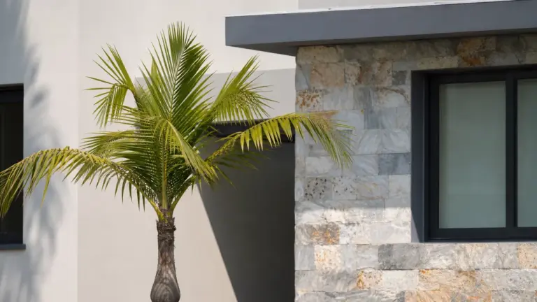Planter un palmier près d'une maison sans risque