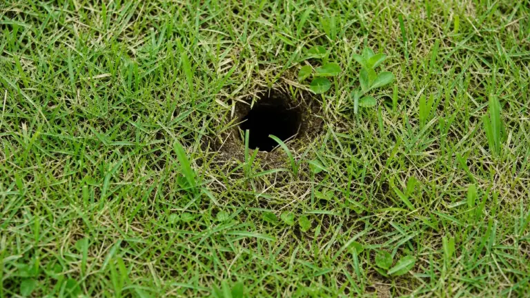 Trou dans le jardin sans monticule de terre, sans taupinière